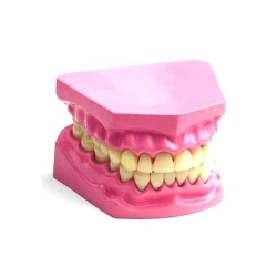 Dental Models